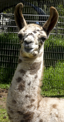 llama name photo