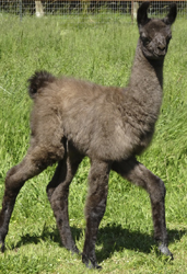 caspian photo