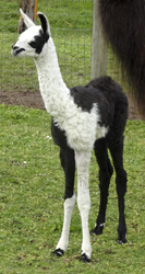 llama name photo